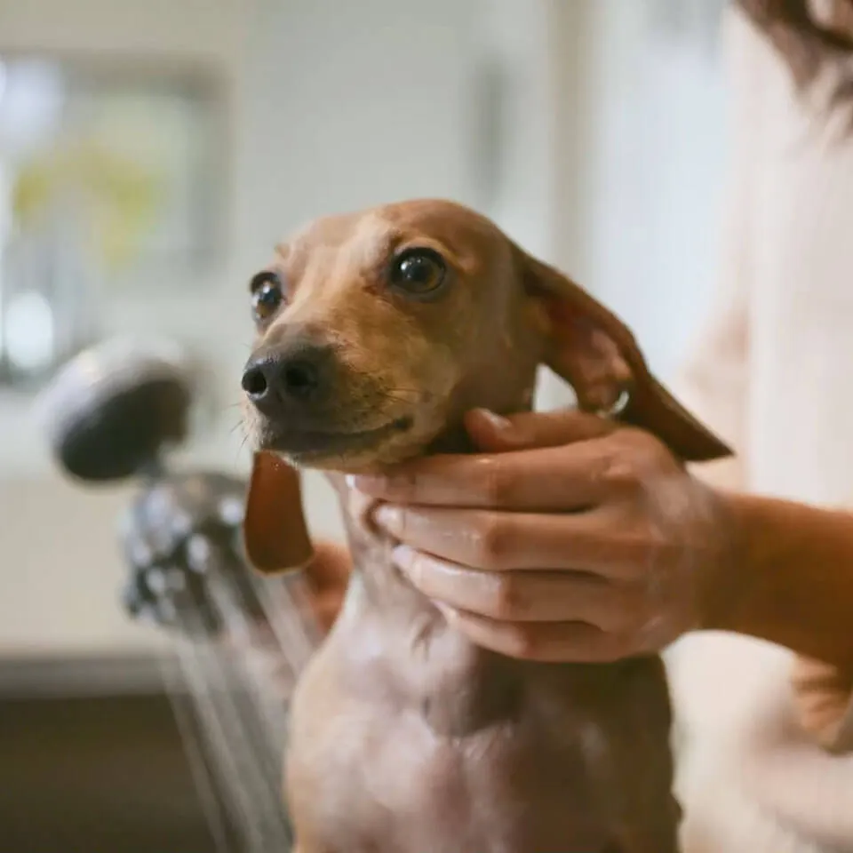 Duschkopf für Hunde mit Shampoo-Spender Oxygenics PawSpa